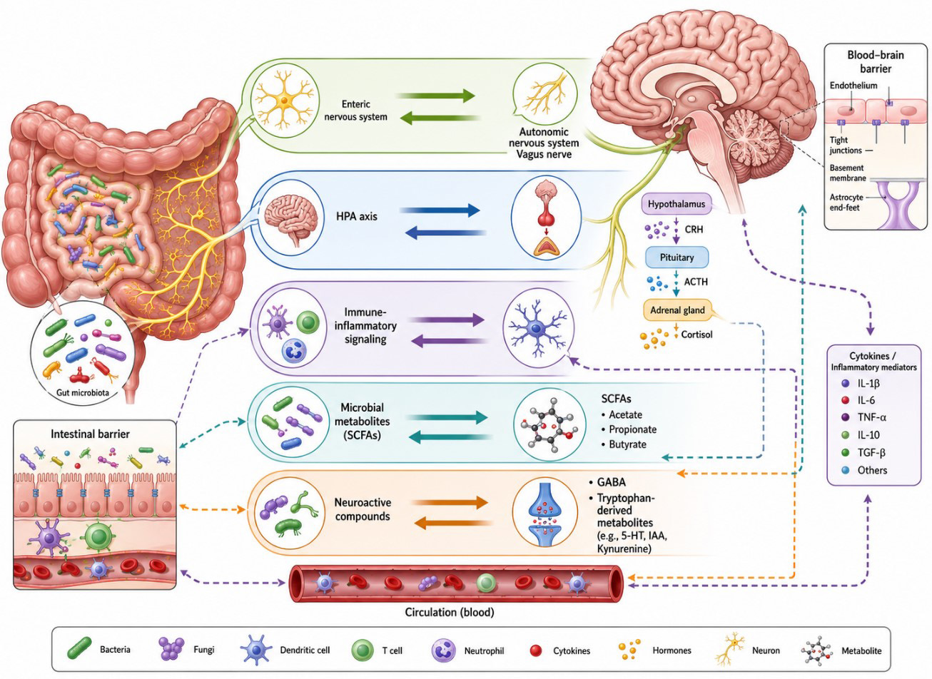 Alpha Psychiatry | Microbiota Dysbiosis and the Gut-Brain Axis in ...