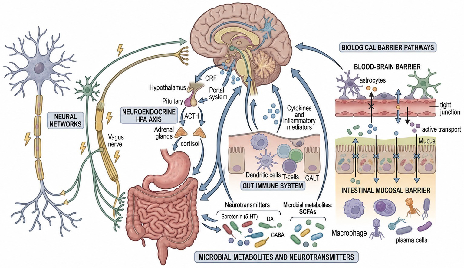 Alpha Psychiatry | Microbiota Dysbiosis and the Gut-Brain Axis in ...