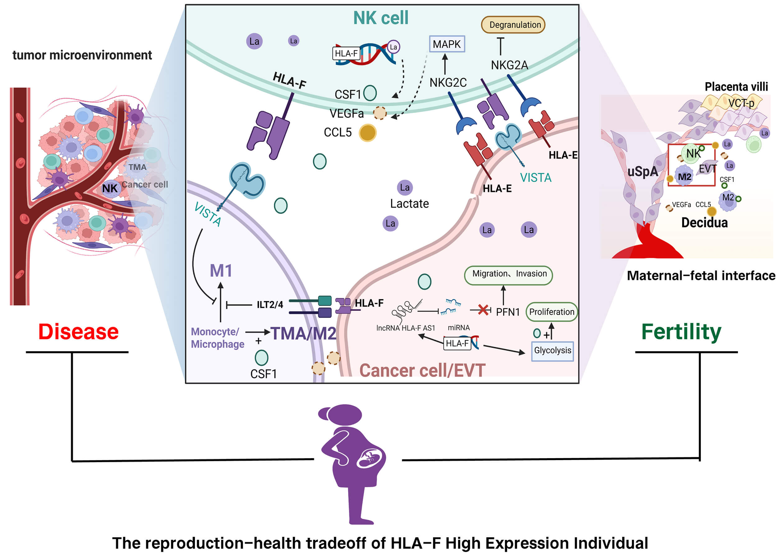 Multifaceted Roles of Human Leukocyte Antigen F in Tumor and Maternal ...