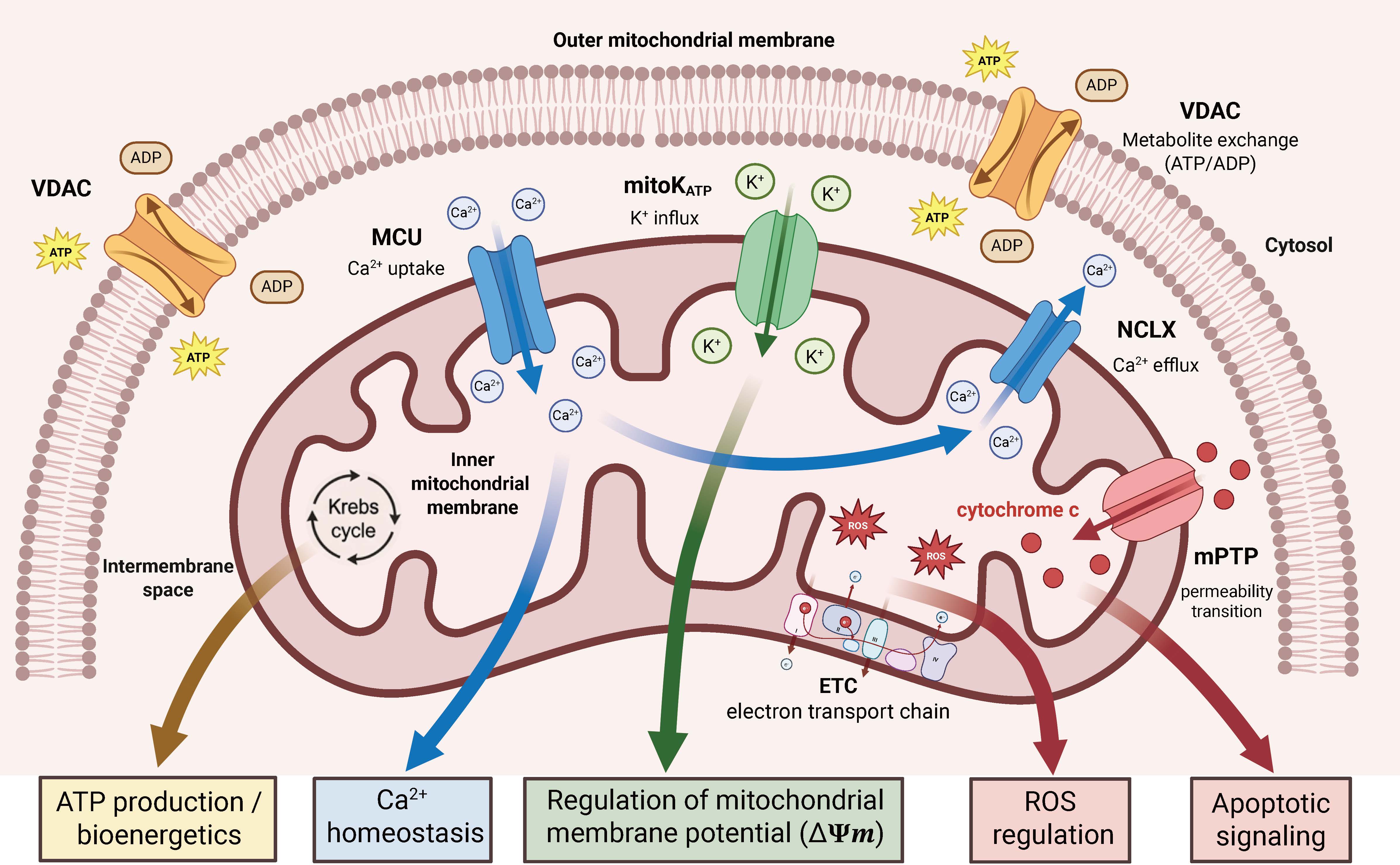 Antiseizure Medications Impact Mitochondrial Ion Channels via Novel ...
