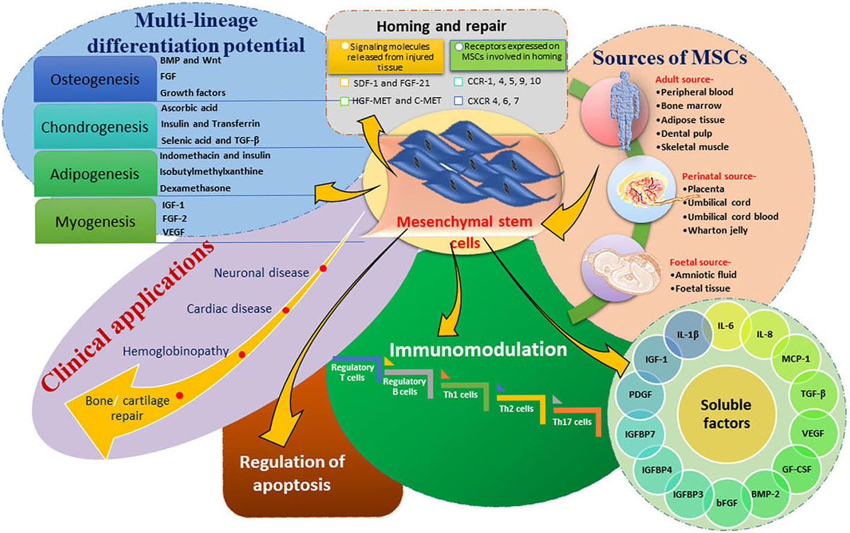 New insights on stem cells modeling and treatment of human diseases