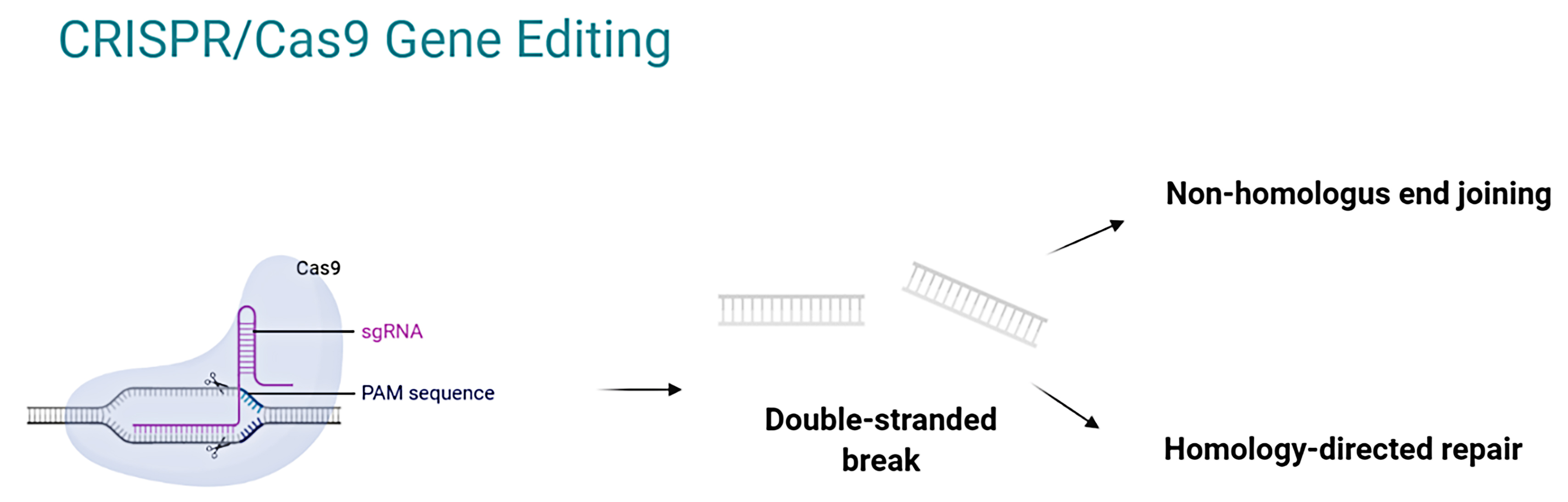 Research progress in gene editing technology