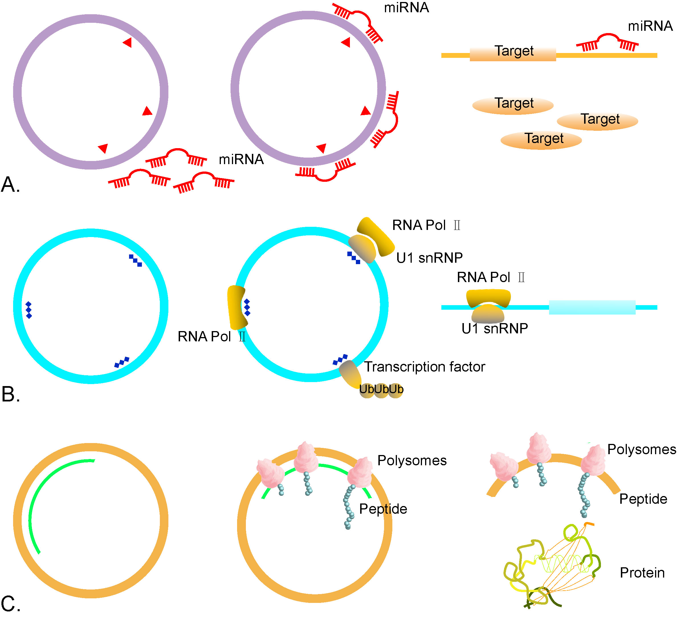The role of circular RNAs in brain and stroke