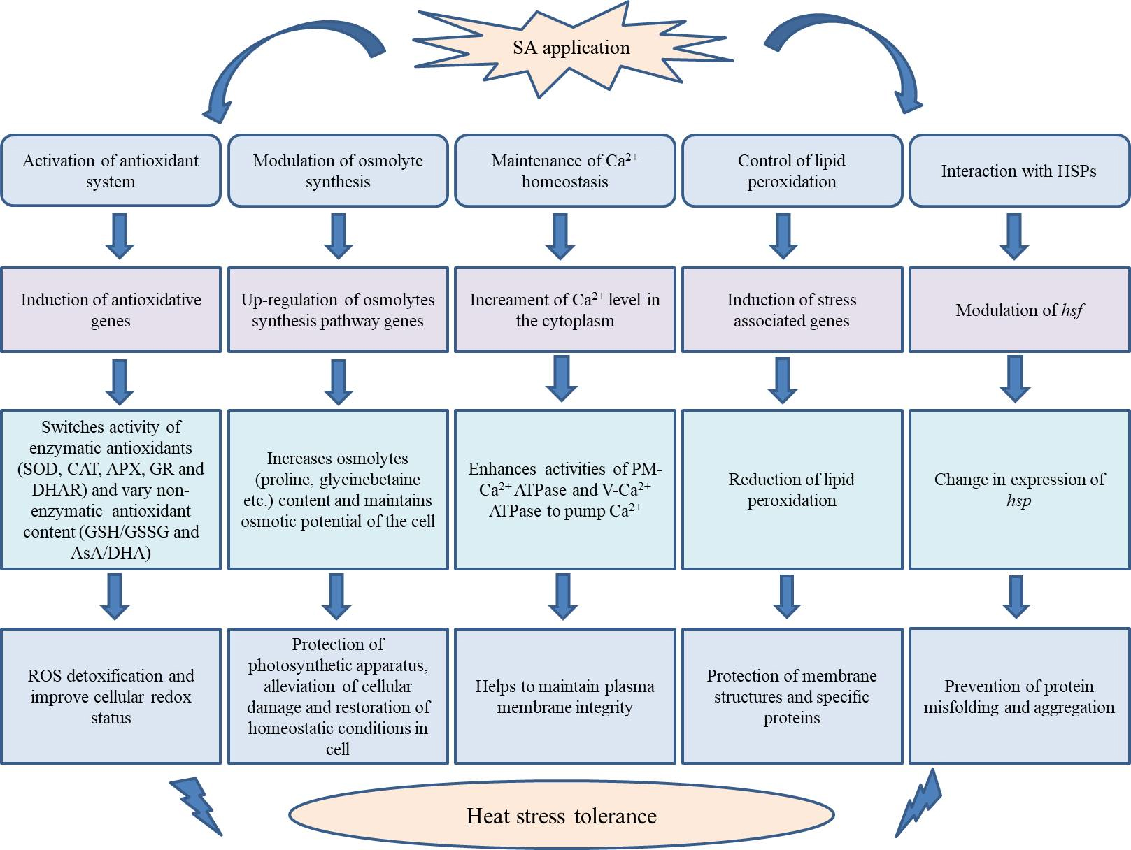 Role of Salicylic Acid in Combating Heat Stress in Plants: Insights ...