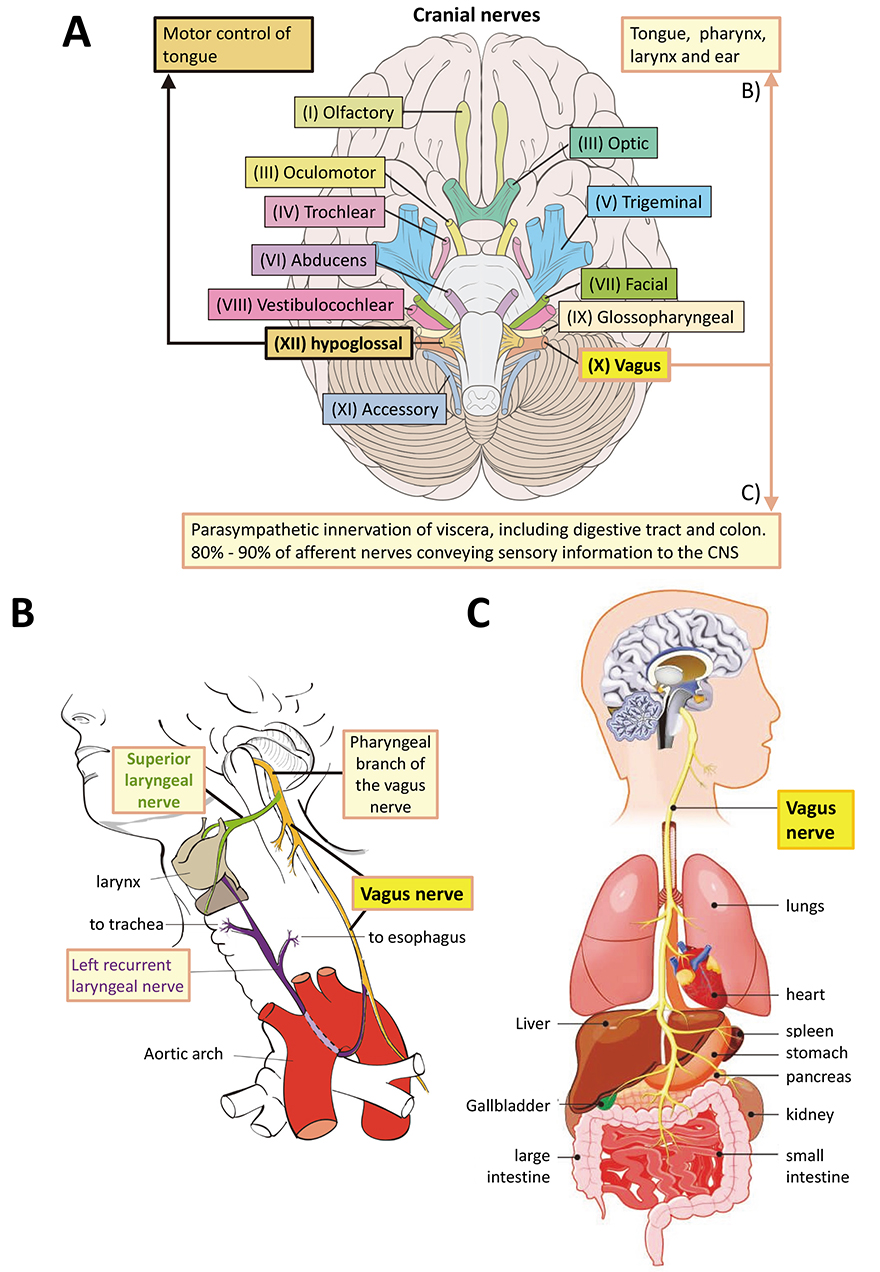 Mini Bow Machine Embroidery File Design - 4 X 4 Inch Hoop - Mini Bow 5 -  Etsy, image size:880x1272