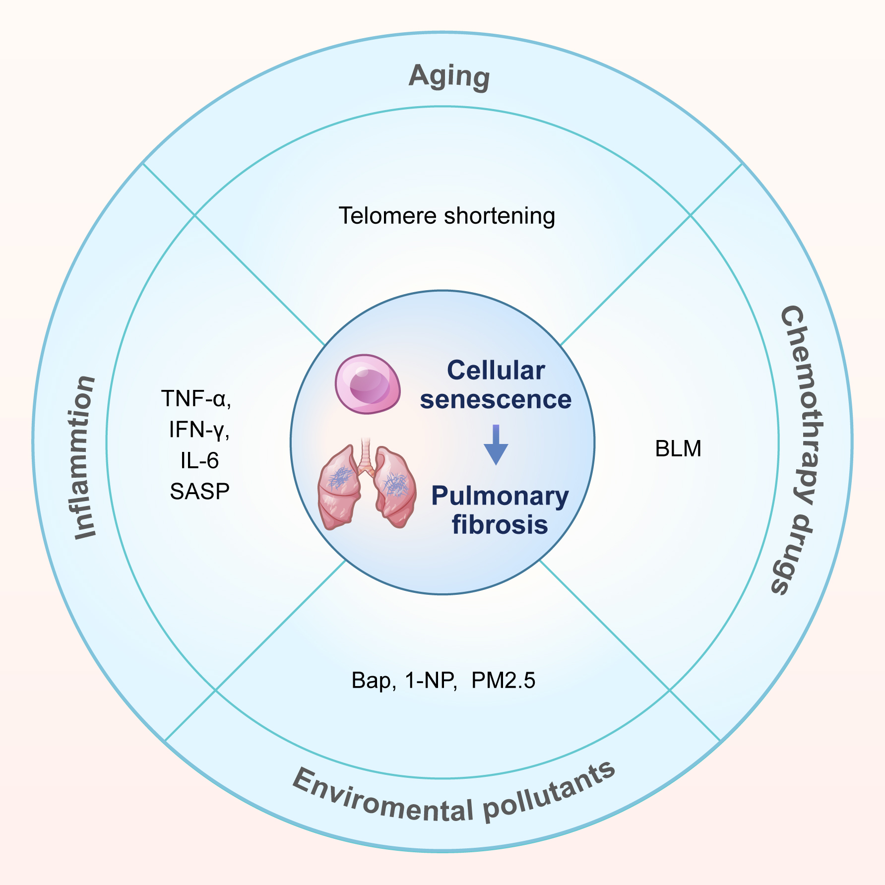 Cellular Senescence: A Pathogenic Driver for Pulmonary Fibrosis