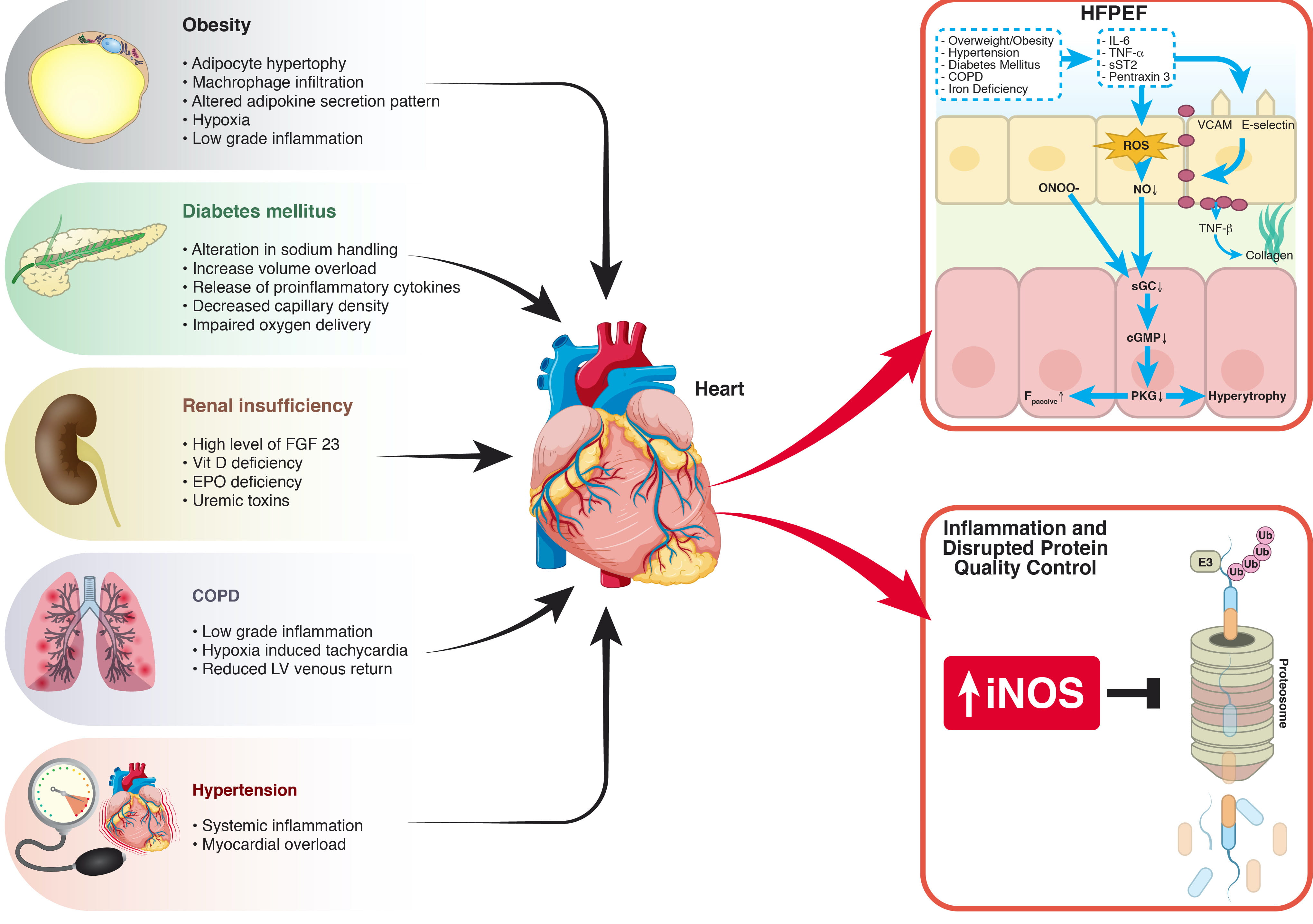 Role of coronary microvascular dysfunction in heart failure with ...