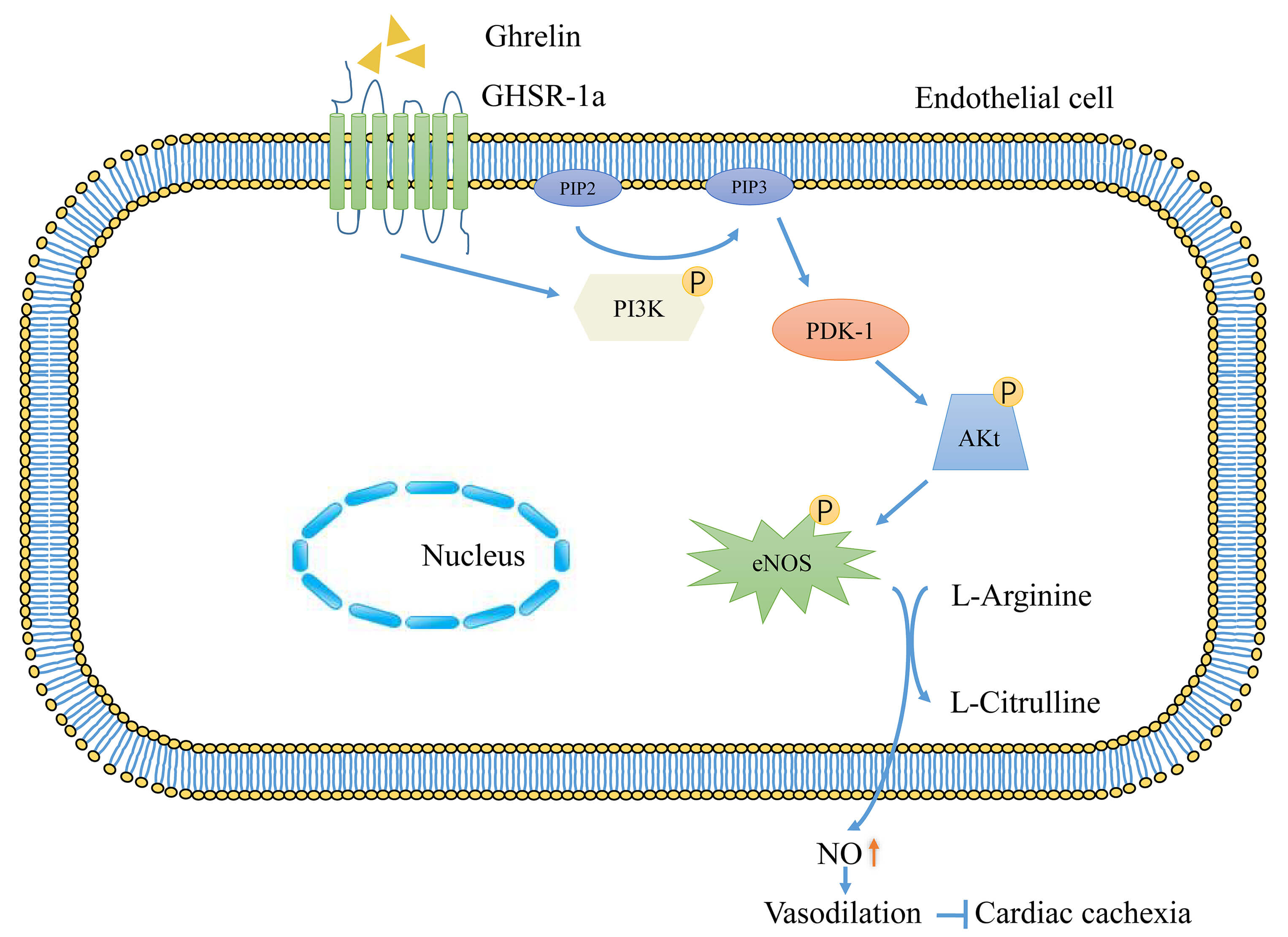 Vascular Dysfunction in Cardiac Cachexia: Molecular Mechanisms and ...