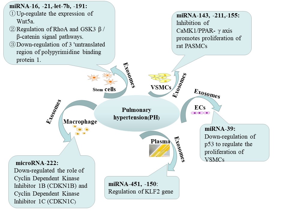 Role of microRNAs derived from exosomes in pulmonary hypertension