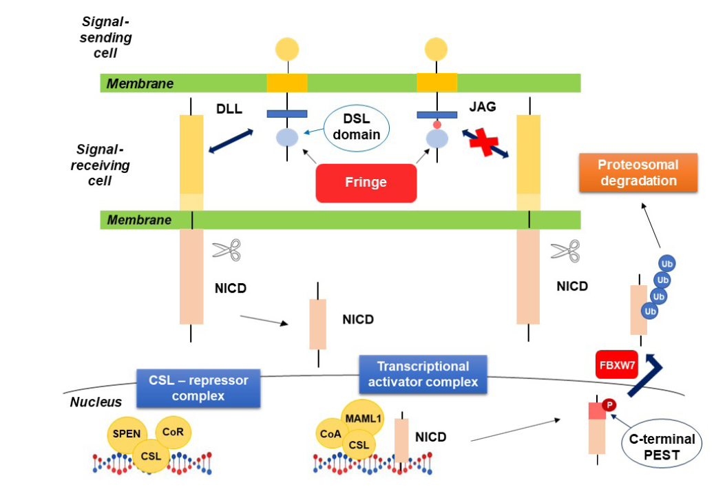 The role of developmental signaling pathways in non-small cell lung ...