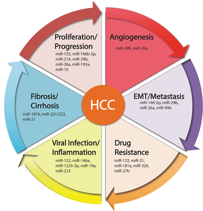 Role of microRNAs in the development of hepatocellular carcinoma and ...