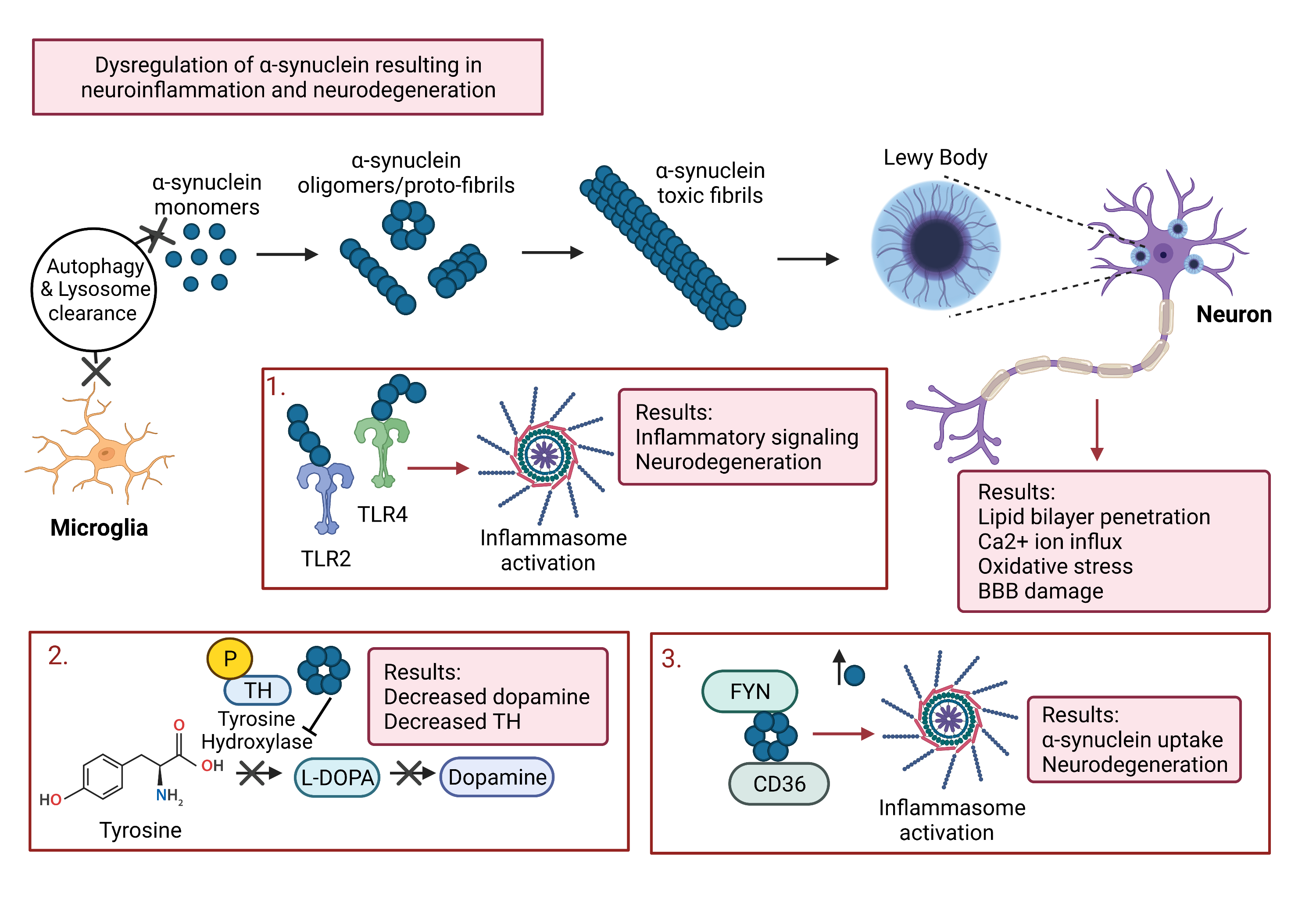 Calpain activation and progression of inflammatory cycles in Parkinson ...