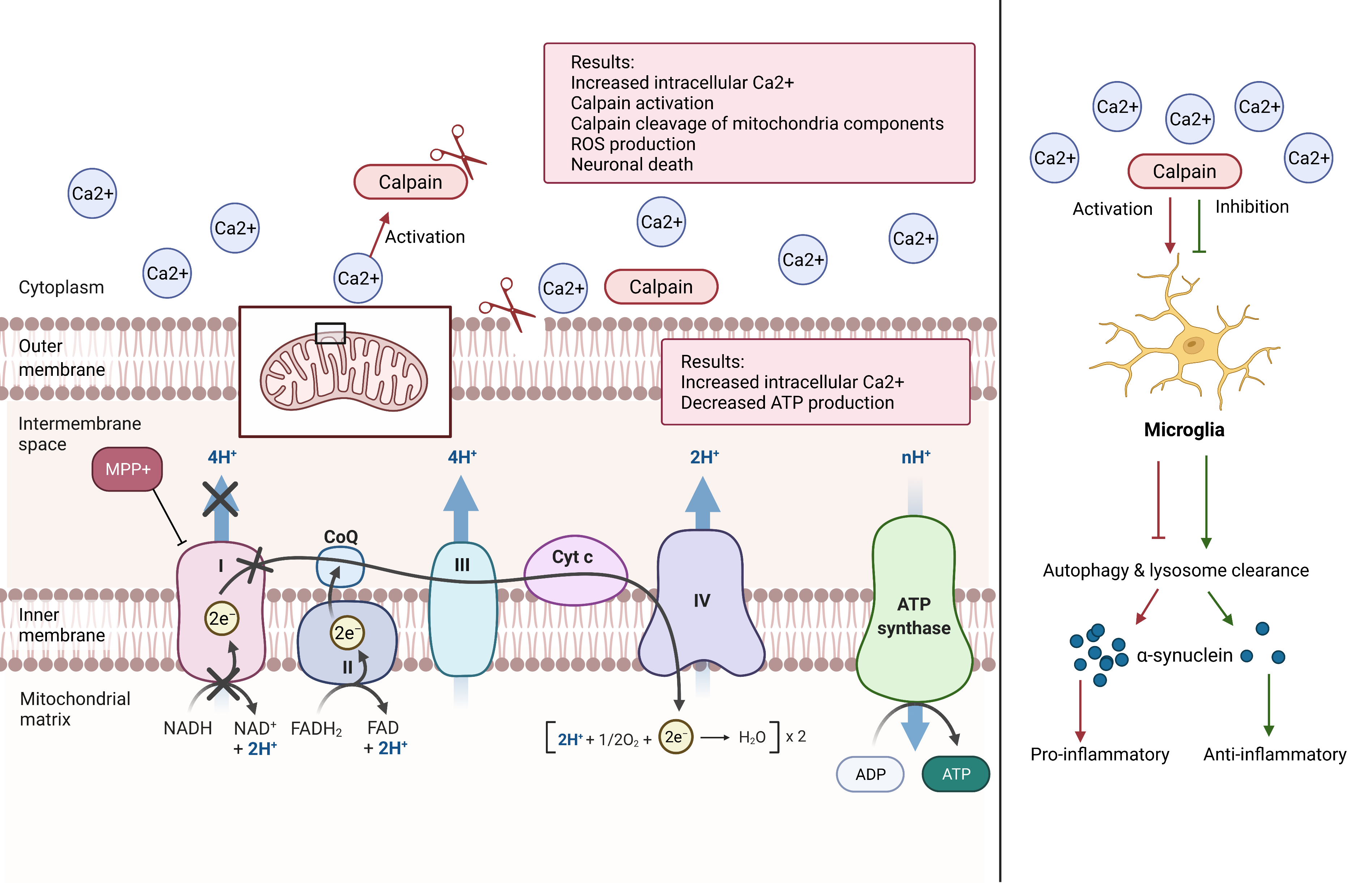Calpain activation and progression of inflammatory cycles in Parkinson ...