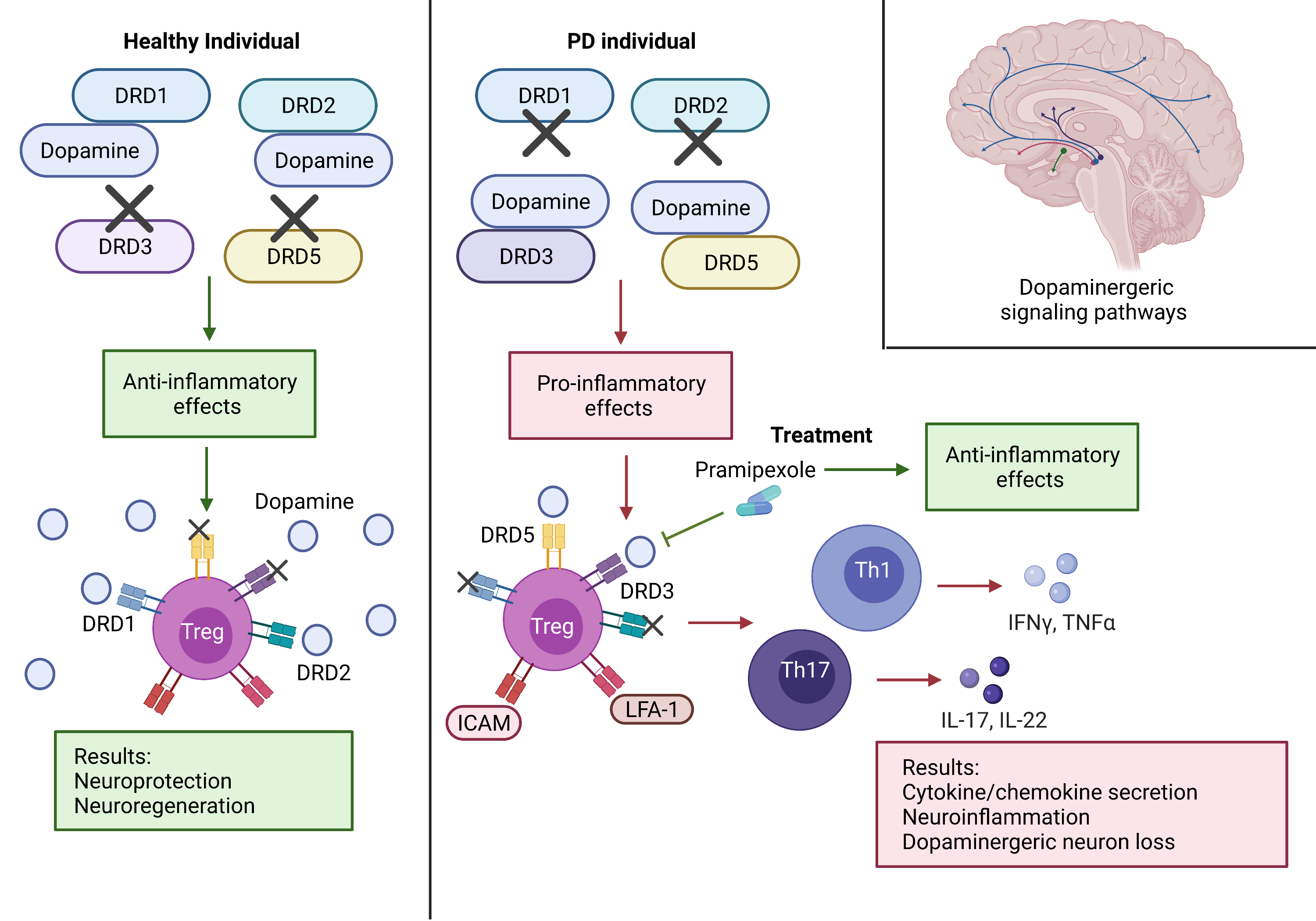 Calpain activation and progression of inflammatory cycles in Parkinson ...