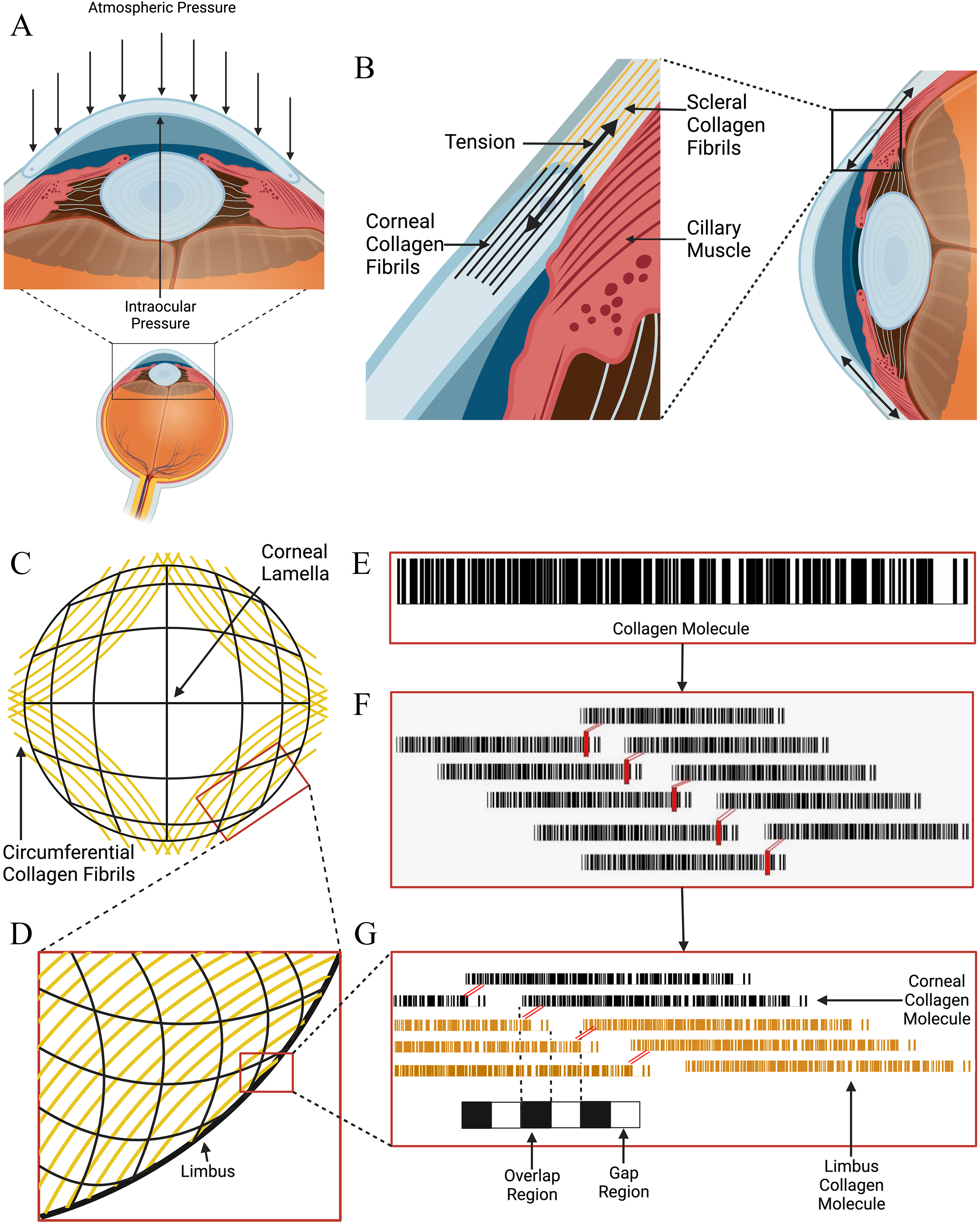 Measurement of the Elastic Modulus of Cornea, Sclera and Limbus: The ...