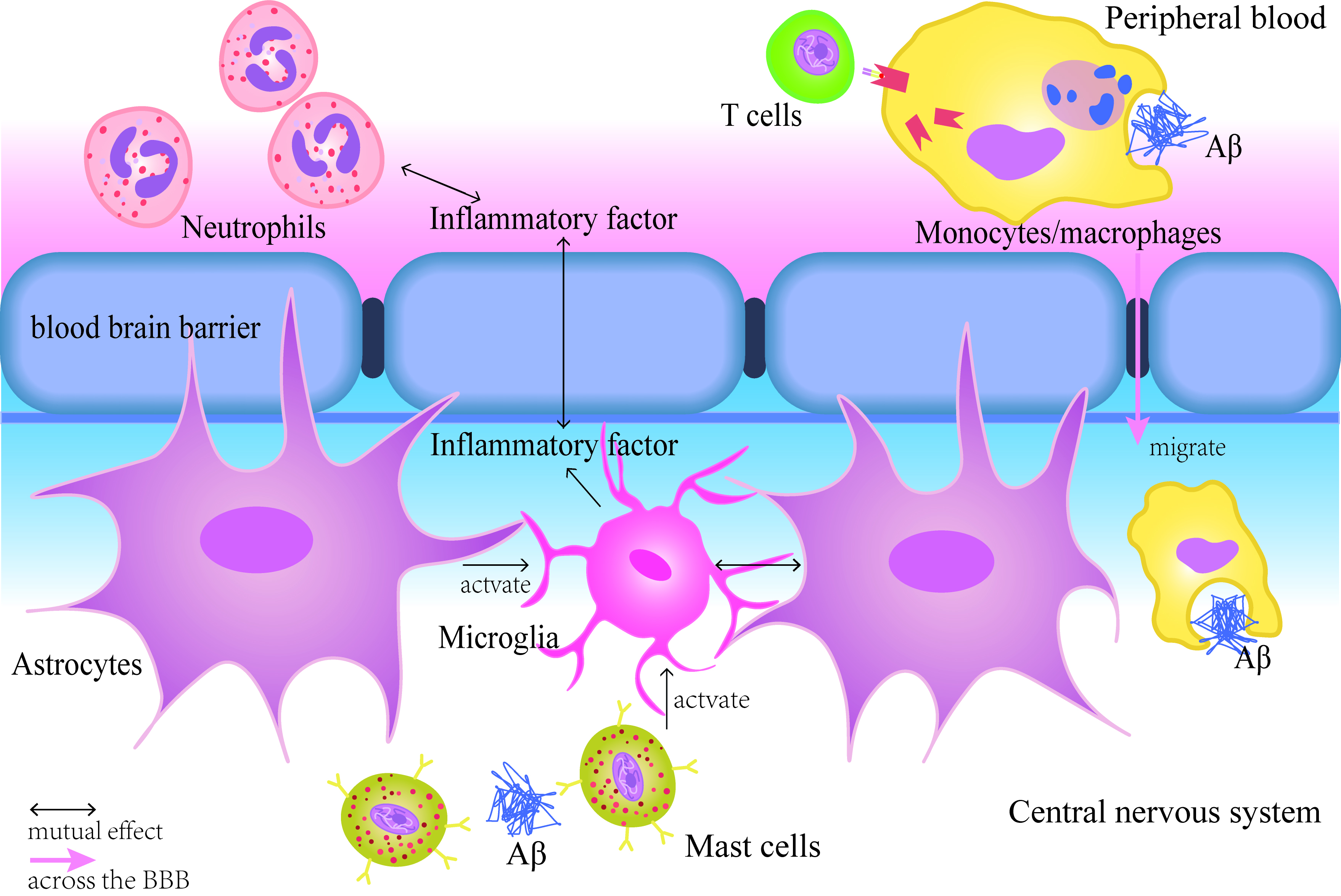 Research Progress of Targeting Neuro-Immune Inflammation in the ...