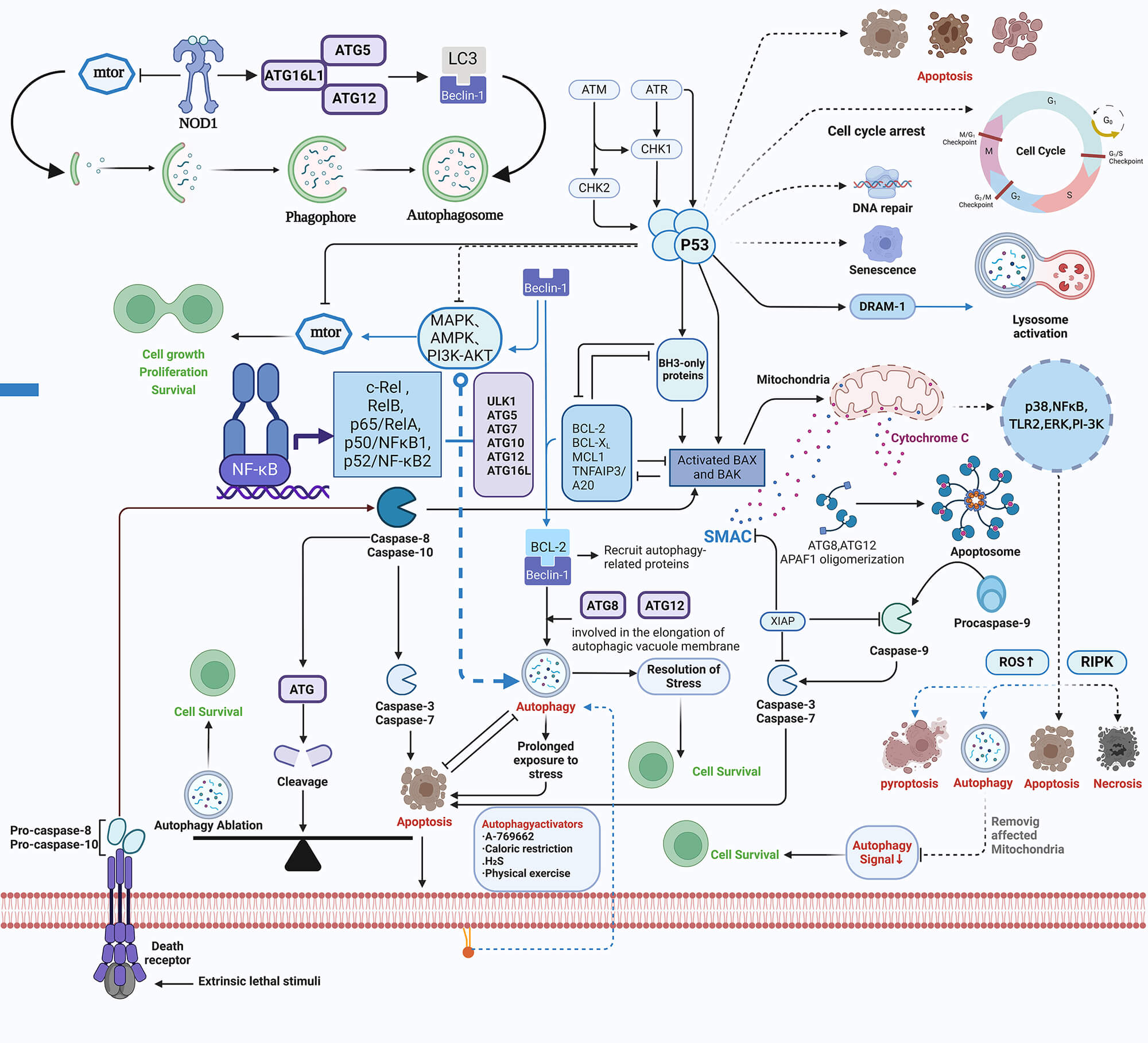 Dynamic Roles of Macrophage Autophagy in Tendon–Bone Junction